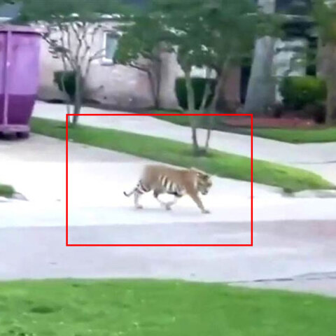 ΗΠΑ: Τίγρης κυκλοφορεί ελεύθερη σε συνοικία του Χιούστον