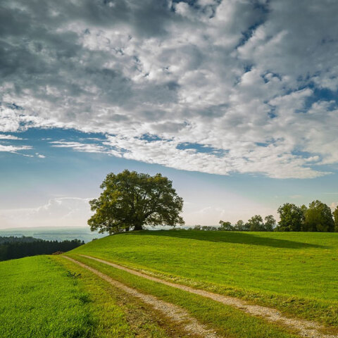 Ένα δέντρο μέσα σε αγρούς (ΦΩΤΟ ΑΡΧΕΙΟΥ) - Επί τάπητος η βιωσιμότητα στο 6ο Οικονομικό Φόρουμ των Δελφών