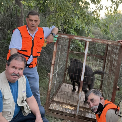  Πίαστηκε το αγριογούρουνο στη Θεσσαλονίκη