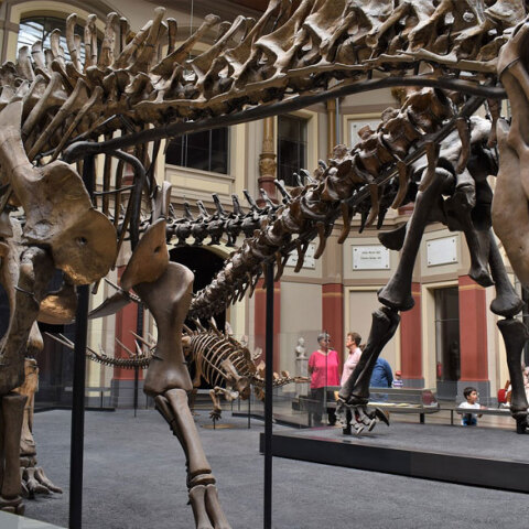 Δεινόσαυρος σε μουσείο (ΦΩΤΟ ΑΡΧΕΙΟΥ)