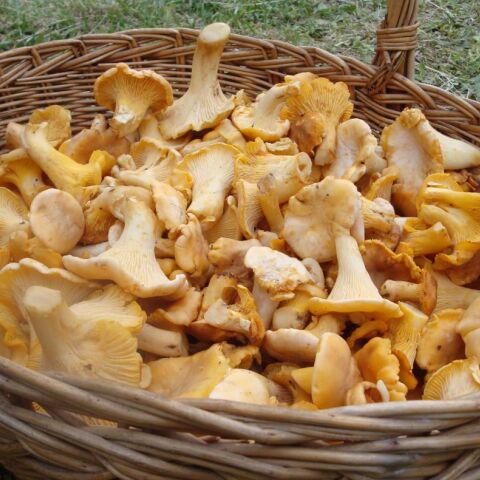 Τα μανιτάρια της Δίρφυς