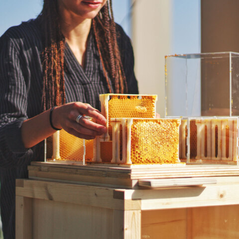 Κοπέλα κρατάει κερήθρα μελισσών