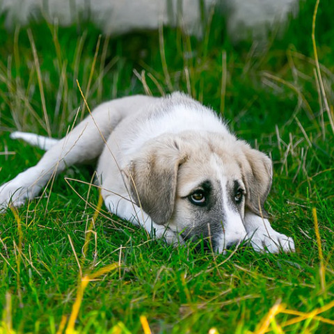 Αδέσποτος σκύλος 