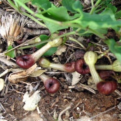 Αριστολοχία: Το  λουλούδι της Ελλάδας που μυρίζει παραπλανητικά σαν νεκρό έντομο για να παγιδεύσει ζωντανά έντομα