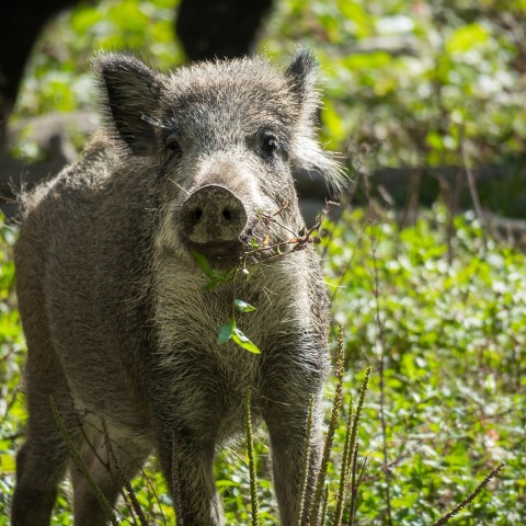 Αγριογούρουνο