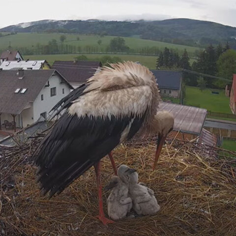 Τσεχία: Οι τέσσερις μικροί πελαργοί και ο πατέρας «Μπούκατσεκ»