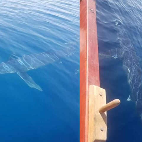 Κινέτα: Καρχαρίας με μήκος πάνω από 5 μέτρα περνά δίπλα από βάρκα με ψαράδες