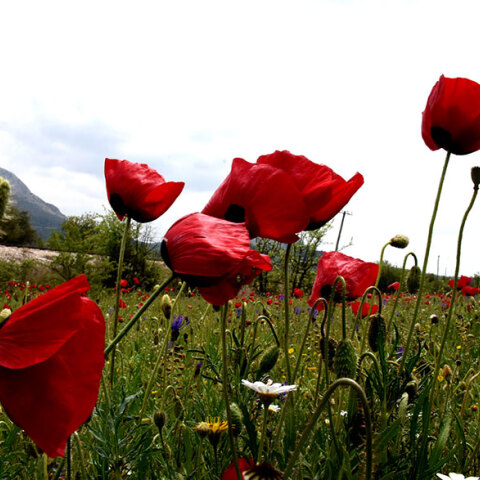Ανθισμένες παπαρούνες - Καλός ο καιρός σήμερα Σάββατο 29 Μαΐου 2021