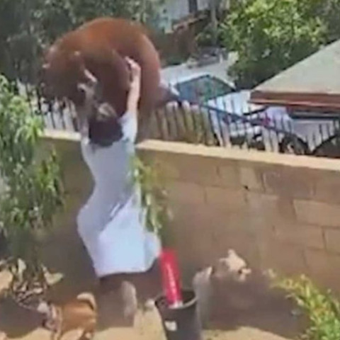 Καλιφόρνια: 17χρονη παλεύει με αρκούδα για να σώσει τα σκυλιά της