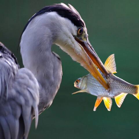 Θαλάσσιο πτηνό έχει στο ράμφος του ένα ψάρι - Σε κίνδυνο η Μεσόγειος, με τη βιοποικιλότητά της να απειλείται από τον άνθρωπο και την κλιματική αλλαγή