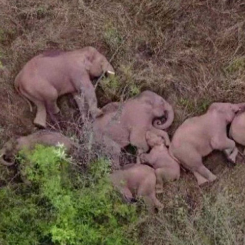 Κίνα: Οι περιπλανώμενοι ελέφαντες το ριξαν στον ύπνο