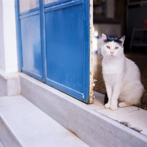 Μαγαζί σε ελληνικό νησί με μπλε πόρτα και μία γάτα στην είσοδο©Pixabay
