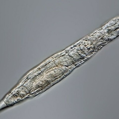 Σιβηρία: Μικροσκοπικό ζώο επέζησε 24.000 σε συνθήκες κατάψυξης