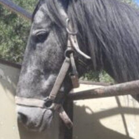 Τραυματισμένο άλογο στο Ηράκλειο Κρήτης 