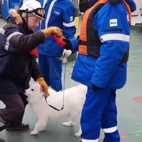 Διάσωση σκύλου