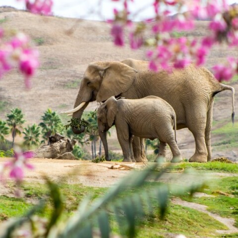 Ελεφαντίνα μαζί με το ελεφαντάκι της©Unsplash/Karam Alani