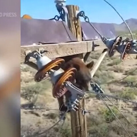 Αρκούδα στην Αριζόνα έχει σκαρφαλώσει σε κολόνα του δικτύου ηλεκτροδότησης στην Αριζόνα των ΗΠΑ