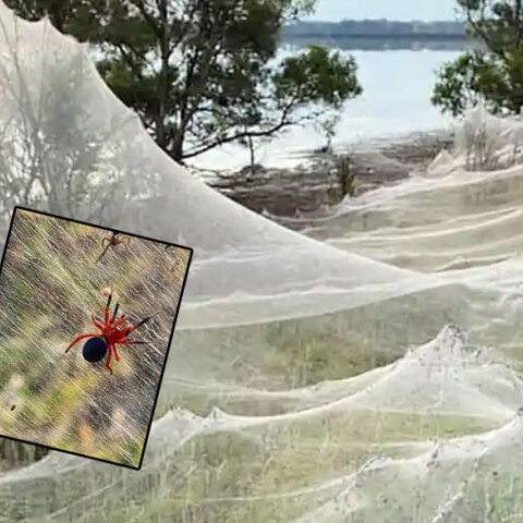 Πλημμύρες στην Αυστραλία: Αράχνες κάλυψαν με τεράστιους ιστούς τα παράλια στη Βικτόρια