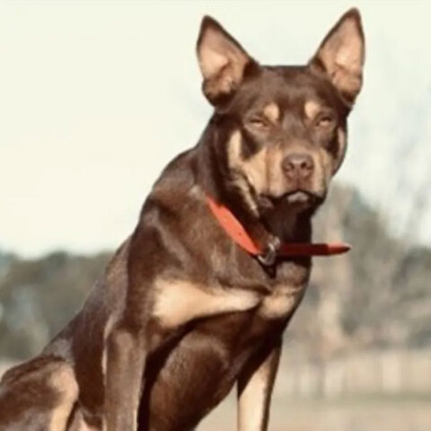 Hoover, ο πιο ακριβοπληρωμένος «εργαζόμενος» σκύλος