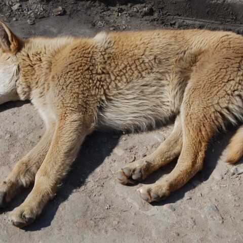 Ξαπλωμένος σκύλος που κοιμάται©Pixabay/IgorShubin 