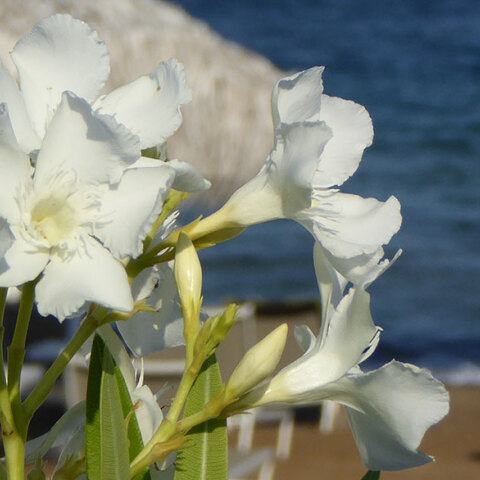 Λουλούδια σε παραλία - Ο καιρός σήμερα Σάββατο 19 Ιουνίου 2021 θα είναι γενικά αίθριος