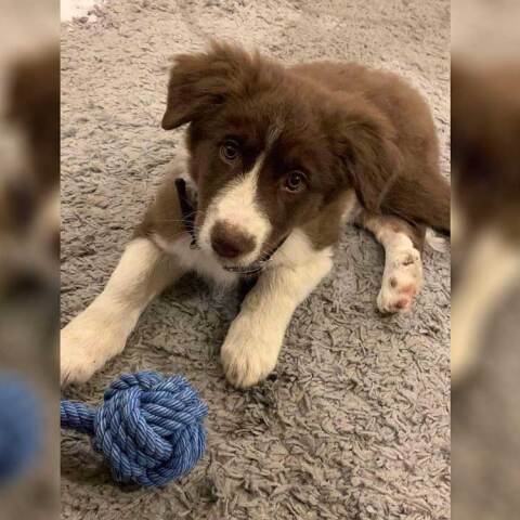 Η ιστορία της σκυλίτσας που κρέμασε ο συζυγοκτόνος στα Γλυκά Νερά