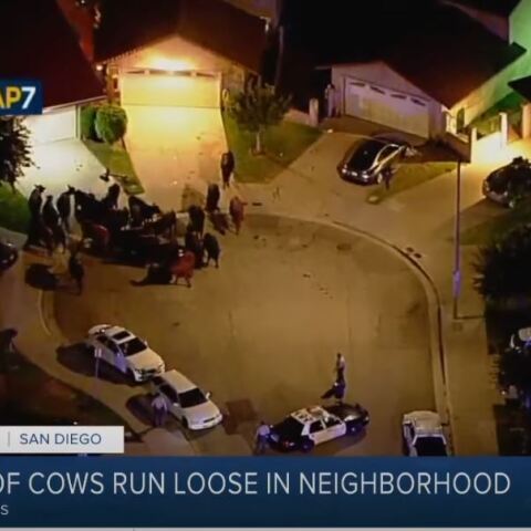 Αγελάδες το έσκασαν από σφαγείο και έκαναν βόλτες στο Λος Άντζελες