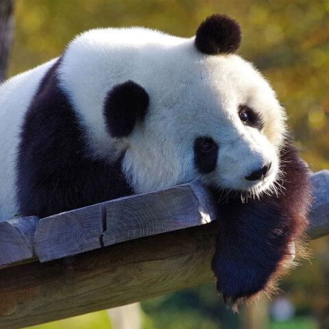 Γιγαντιαίο Πάντα (ΦΩΤΟ ΑΡΧΕΙΟΥ)