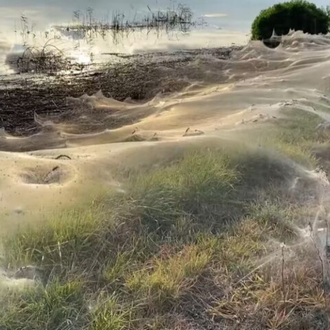 Λευκά πέπελα που έχουν υφάνει οι αράχνες στην Αυστραλία©YouTube
