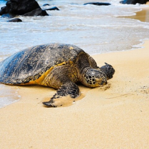 Μία θαλάσσια χελώνα στην παραλία©Piaxabay