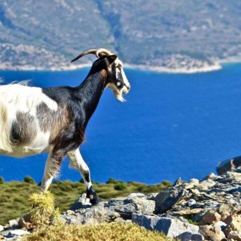 Το κατσίκι «συμμετέχει» στα παραδοσιακά πιάτα της Αμοργού, με αρχηγό το πατατάτο