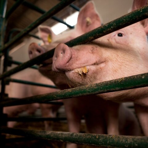 Εκτρεφόμενα γουρούνια σε κλουβί © Pixabay/borevina 