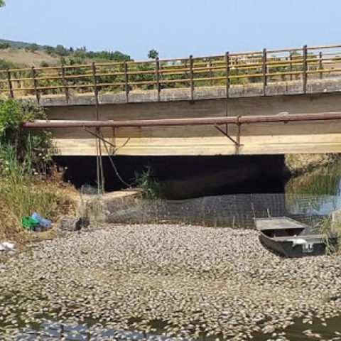 Χιλιάδες νεκρά ψάρια στη διώρυγα Κλεοπάτρας