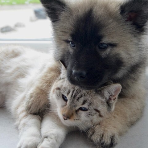 Ένας σκύλος αγκαλιά με μία γάτα © Pixabay/JACLOU-DL