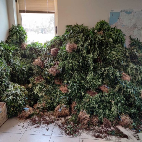 Κιλκίς: Είχε σπίτι του 48 δενδρύλλια κάνναβης