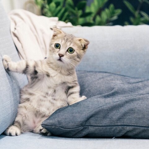 Φωτογραφία άσπρης γάτας στον καναπέ ©Pexels/Tranmautritam