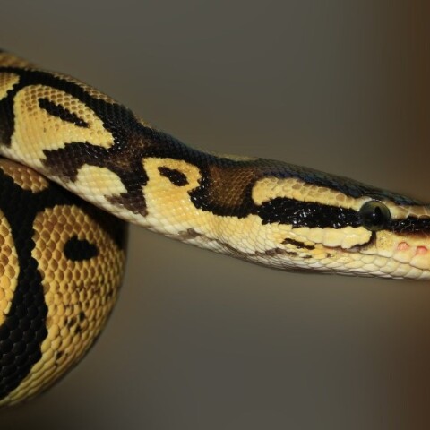 Πίθωνας © Pixabay