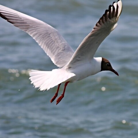 Μαυρογλάρονο με ανοιχτά φτερά © Pixabay