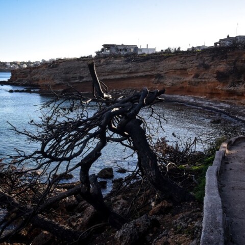 Καμμένα δέντρα μετά την καταστροφική πυρκαγιά στο Μάτι © EUROKINISSI