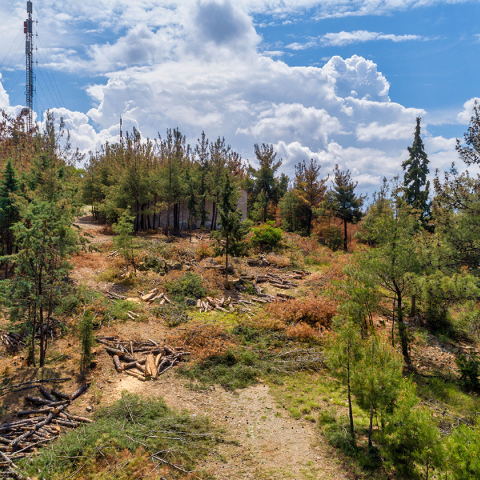 Πεύκα και πυρκαγιές: Τι συμβαίνει τελικά; ένας ειδικός μιλάει