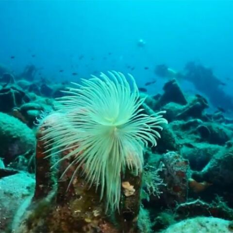 Αλόννησος: Το πρώτο υποβρύχιο μουσείο της Ελλάδας 