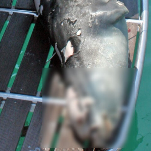 Ο «Κωστής», η αρσενική μεσογειακή φώκια που εντοπίστηκε νεκρή στην Αλόννησο