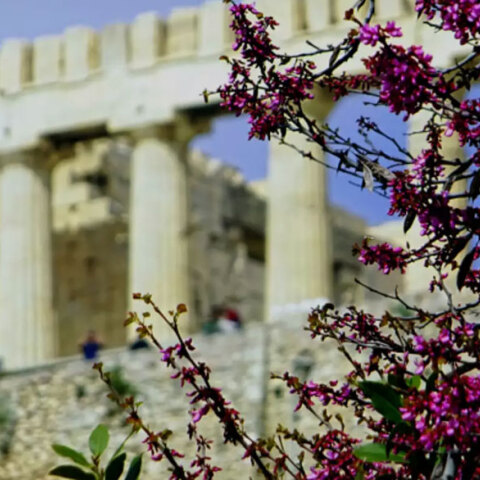Λουλούδια με φόντο την Ακρόπολη (ΦΩΤΟ ΑΡΧΕΙΟΥ) - Καλός ο καιρός σήμερα Κυριακή 25 Ιουλίου 2021, σύμφωνα με την πρόγνωση της ΕΜΥ