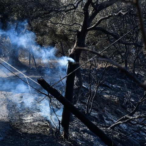 Φωτιά σε δέντρο στην Αχαΐα (φωτογραφία αρχείου)