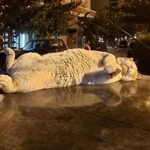 Γάτα που κοιμάται στην οροφή ενός αυτοκινήτου