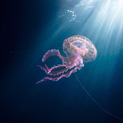 Μωβ μέδουσα (ΦΩΤΟ ΑΡΧΕΙΟΥ) - Έξαρση στην Ελλάδα με το είδος Pelagia noctiluca