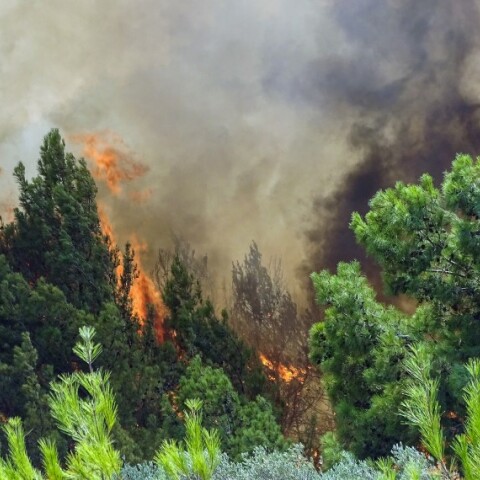 Πυρκαγιά σε δασική έκταση © EUROKINISSI 