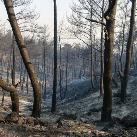 Η φωτιά στη Ρόδο μετέτρεψε σε αποκαΐδια περίπου 10.000 στρέμματα δασικής και αγροτικής έκτασης © EUROKINISSI