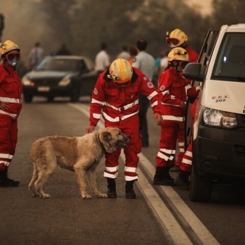 Εθελοντές Σαμαρείτες-Διασώστες του Ελληνικού Ερυθρού Σταυρού 