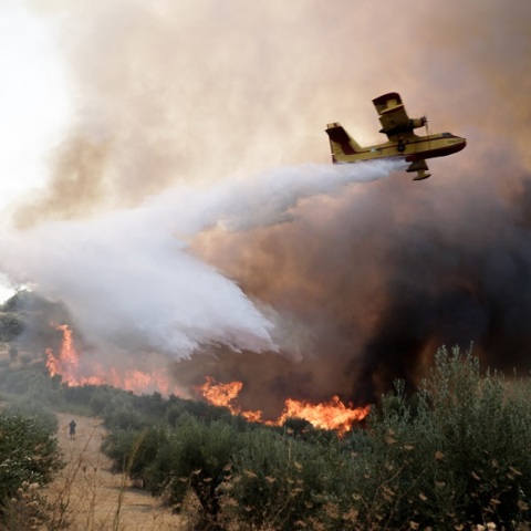 Φωτιά στην περιοχή Χελιδόνι στην Ηλεία - Δύσκολη μάχη των πυροσβεστών